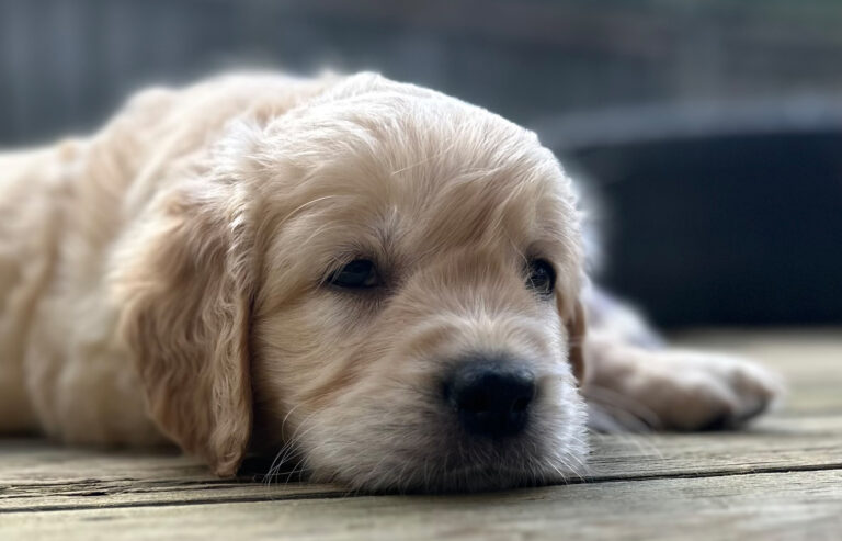 Golden retrieverklubben inbjuder till